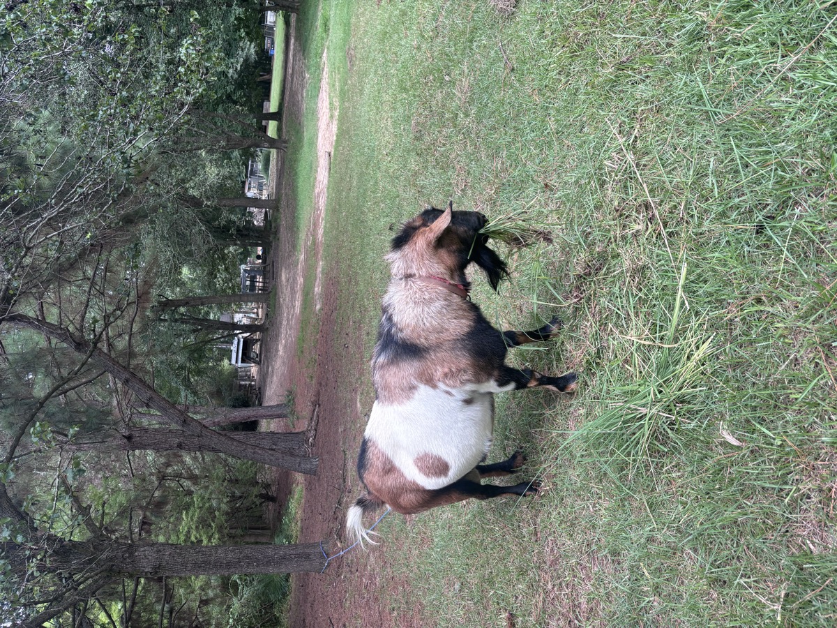 Dutch roaming the grounds at Brigadoon Farms