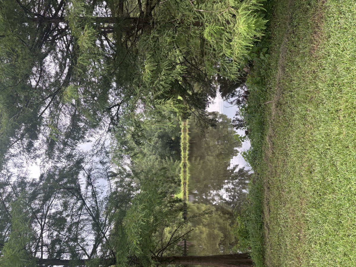 Fishing pond at Brigadoon Farms, Olive Branch MS