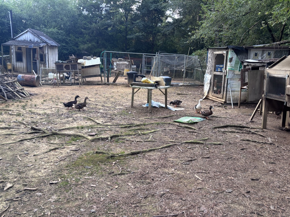 Ducks and bird enclosures at Brigadoon Farms