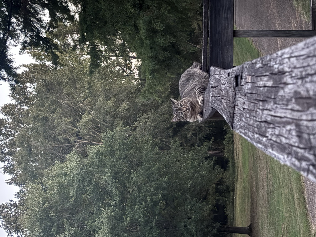 Gizzy on porch fence at Brigadoon Farms, Olive Branch MS
